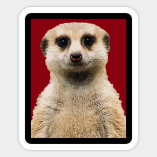 meerkat Sticker